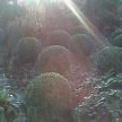 Chrissy Ann Gillingham