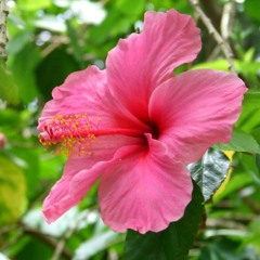 Kater ft boomja-te ju de na mi see