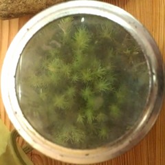 meta-moss