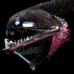 Lichtfisch