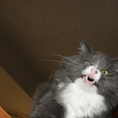 kitty mac