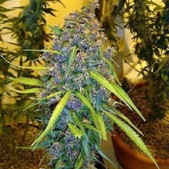 stoner hilal:4133080844