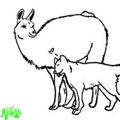 Sir Llama and Sif