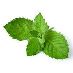 DrMenthol