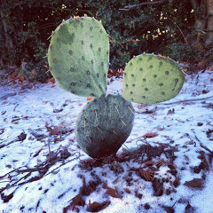 Cactus In The Snow