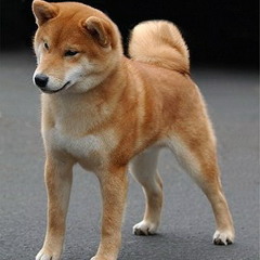 shibainu007