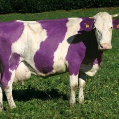 Purple_cow
