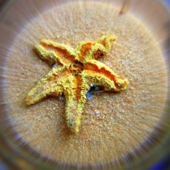 Sandseestern