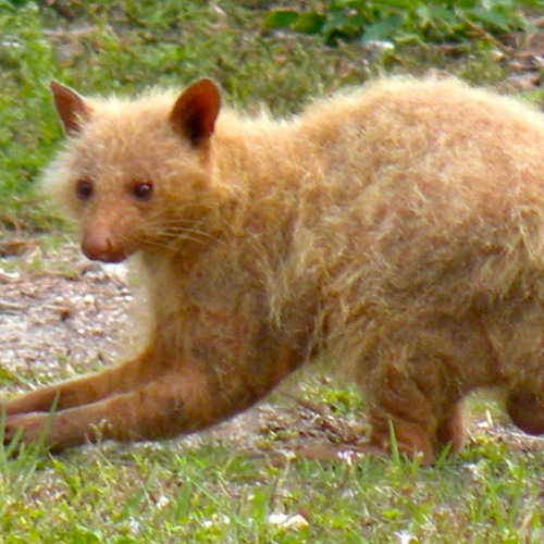 ratcoon tracks