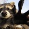 Raccoon