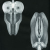 THE SKULL DEFEKTS
