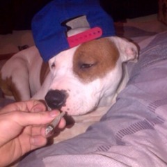 Hayden H.T.I.D Langdon