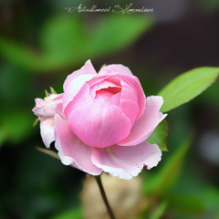 NiNi Htun Linn