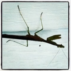 Sounds From The Garret