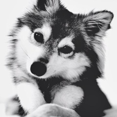 siberianbunny