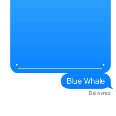 Blue Whale Band