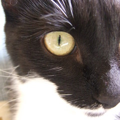 Dalneo