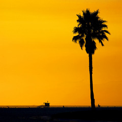 LA International Dreams
