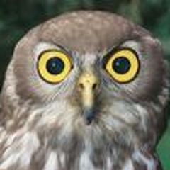 Rota (of the Nocturnals)