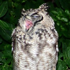 Owls Yawn