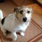 thedoglooksout