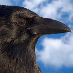Lucian van Corvus