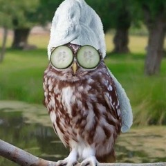Shush Pretty Owl