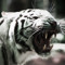 TigerMelody