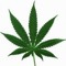 Chronzz