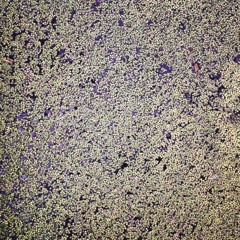 Autumn Leaves! In March...