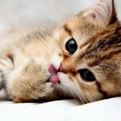 kittysouthpaw
