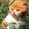 NesmA_84