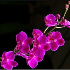 sreeragam