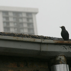 GUTTER BIRD