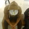 Hassan kamal _Vendetta