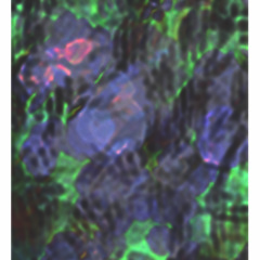 Cecilie C. Spreckelsen