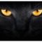 catlove1