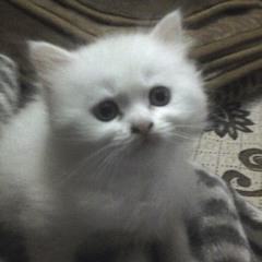 Faryal Malik