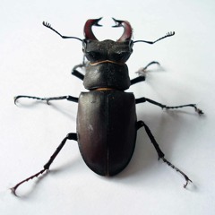 Stag Beetle (DE Podcasts)