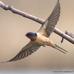 Burdmandc