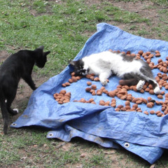 beanpequenio