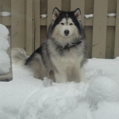 Mr T from Siberia
