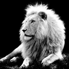 wite Lion