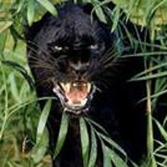 Panther Pavez Carrasco