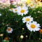 haneen_alessa