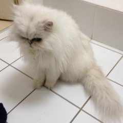 Jojo la Liek !! aight