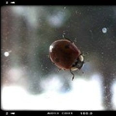 Alison Duff Williams