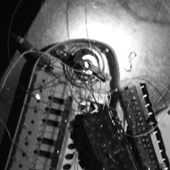 TIGER CALLED LAVENDER