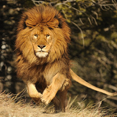 Moo Chem Mootje Chem