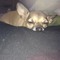 chihuahualover16